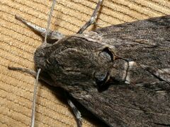 Agrius convolvuli