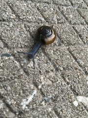 Aegopinella nitidula