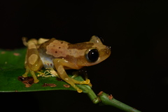 Nigeria Banana Frog photo 3