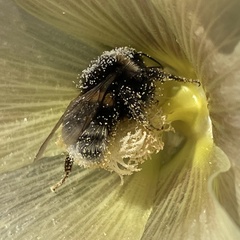 Bombus cryptarum