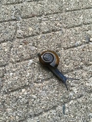 Aegopinella nitidula