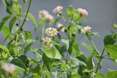 Lantana camara