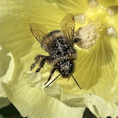 Bombus cryptarum