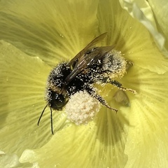 Bombus cryptarum