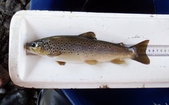 Salmo trutta