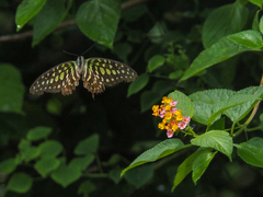 Graphium agamemnon