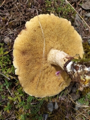 Suillus granulatus