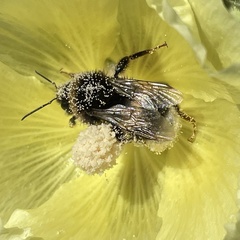 Bombus cryptarum