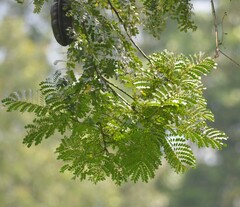 Cenostigma eriostachys