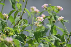Lantana camara