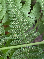 Thelypteridaceae