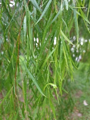 Leptospermum madidum
