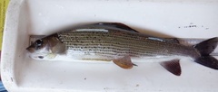 Thymallus thymallus