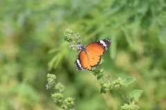 Danaus chrysippus chrysippus