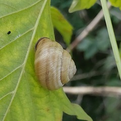 Caucasotachea vindobonensis