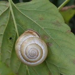 Caucasotachea vindobonensis