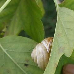 Caucasotachea vindobonensis
