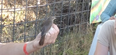 Luscinia luscinia