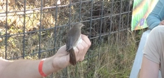 Luscinia luscinia