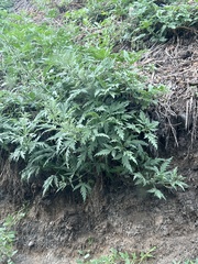 Urtica cannabina