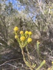 Leucadendron laxum