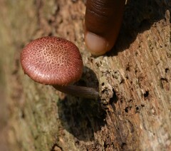 Gymnopilus