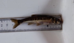Phoxinus phoxinus