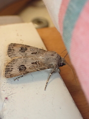 Agrotis bigramma