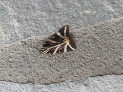 Euplagia quadripunctaria