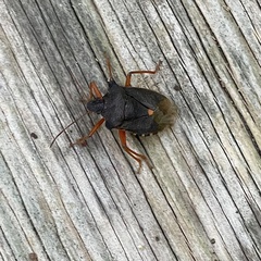 Pentatoma rufipes