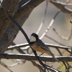 Pachycephala rufiventris