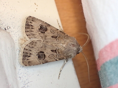 Agrotis bigramma