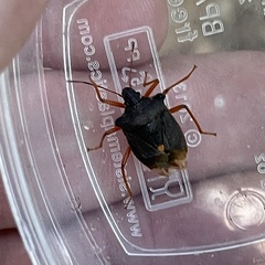 Pentatoma rufipes
