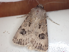 Agrotis bigramma