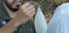 Lanius collurio