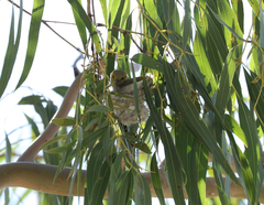 Ptilotula penicillata