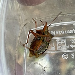 Pentatoma rufipes
