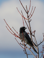 Coracina novaehollandiae