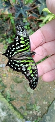 Graphium agamemnon