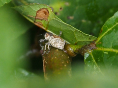 Entiminae