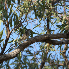 Pachycephala rufiventris