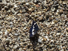 Limenitis reducta