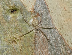Tamopsis