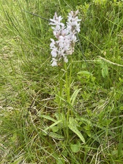Dactylorhiza maculata