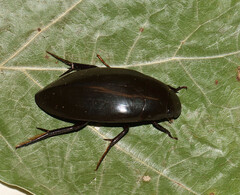 Hydrophilus triangularis