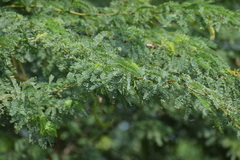 Prosopis juliflora