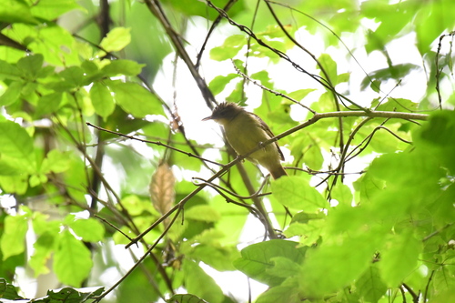 Icterine Greenbul (Phyllastrephus icterinus)