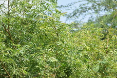 Azadirachta indica