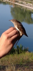 Luscinia megarhynchos