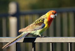 Platycercus eximius